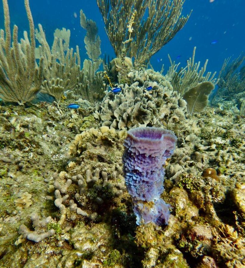 Victoria S Beach House And Snorkeling Center Flowers Bay Eksteriør billede